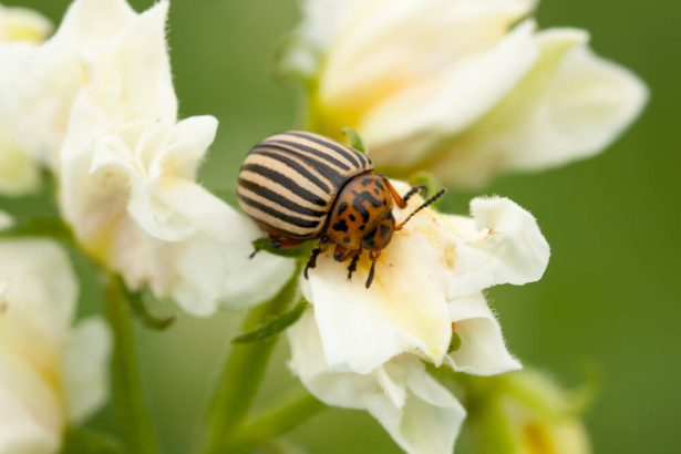 lutte biologique