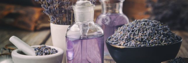 lavande plante utile santé