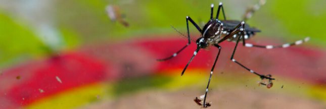 été sans moustique