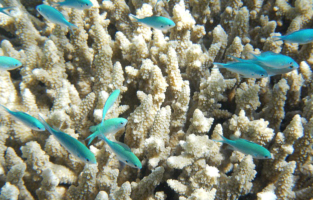 grande-barrière-corail-poissons