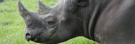 ivoire-elephant-rhinoceros-incineration-mozambique-braconnage-braconnier-ban