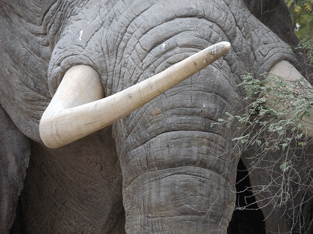 ivoire-elephant-rhinoceros-incineration-mozambique-braconnage-braconnier