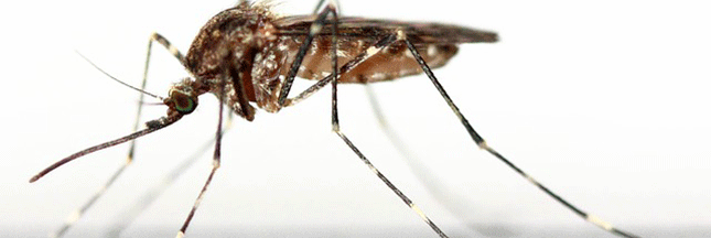 Les méthodes et astuces anti-moustiques