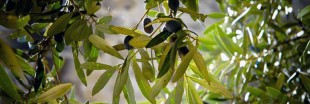 Xylella Fastidiosa attaque en Corse, que fait le gouvernement ?
