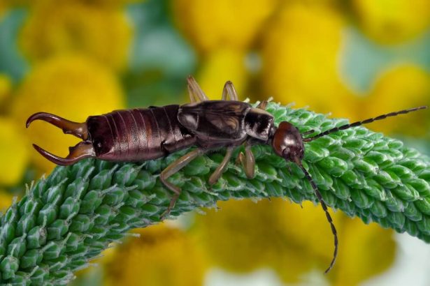 lutte biologique