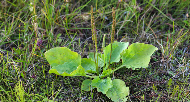 plantain piqure insectes