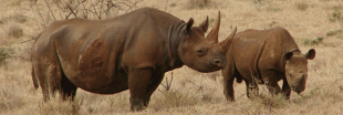 Une caméra pour lutter contre l'extinction des rhinocéros