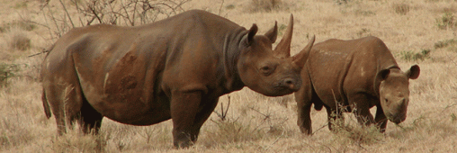 Une caméra pour lutter contre l’extinction des rhinocéros