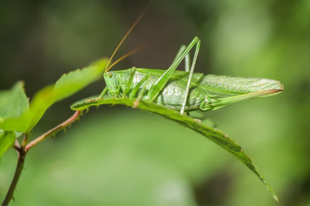 lutte biologique auxiliaires