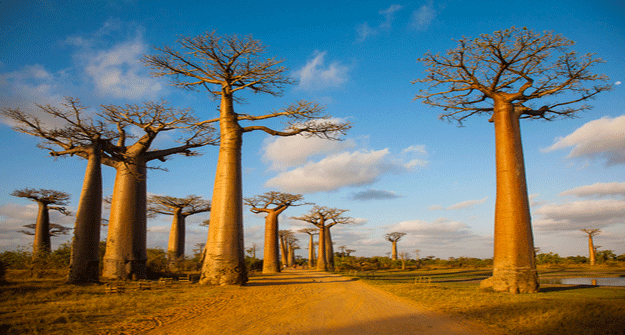 magagascar-baobab