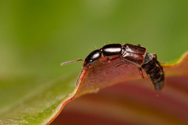 lutte biologique