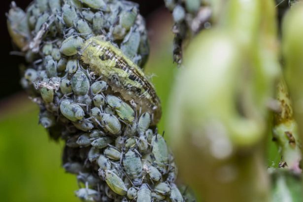 lutte biologique