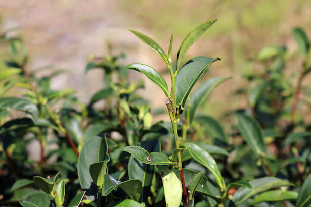 théier, faire pousser du thé plante