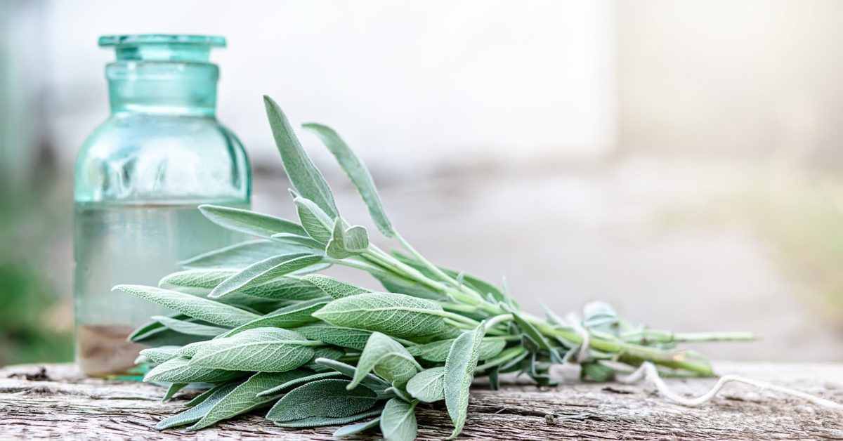 Vins de sauge, tanaisie et bouillon blanc : la santé toute l’année, à préparer l’été