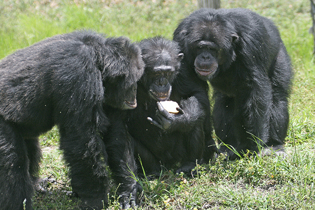 animaux-animal-chimpanzes-david-greybeard-singe