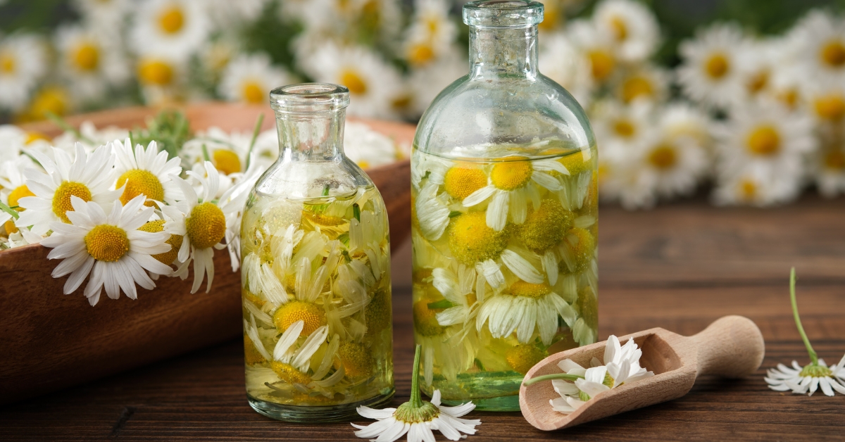 Douces et bienfaisantes camomilles  : vins et autres élixirs de santé