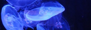 La méduse : animal dangereux ou miraculeux ? La méduse : animal dangereux ou miraculeux ?