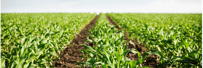 Le Salvador abandonne le RoundUp et connaît des récoltes records