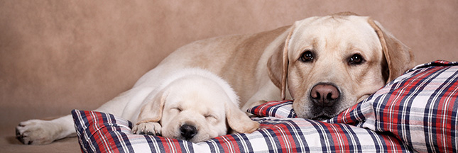 mère et chiot animaux mignons