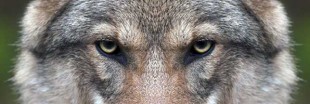 Le loup fascine : la vérité derrière mythes et légendes