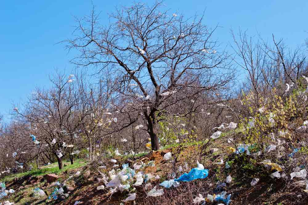 sacs plastiques pollution déchets arbre