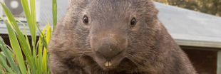 Le plus vieux Wombat au monde essaye de trouver l'amour sur Tinder
