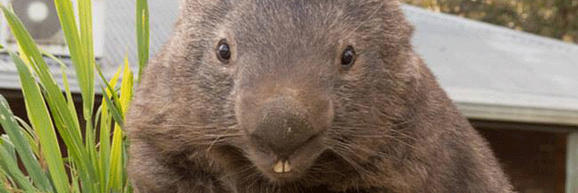 Le plus vieux Wombat au monde essaye de trouver l’amour sur Tinder