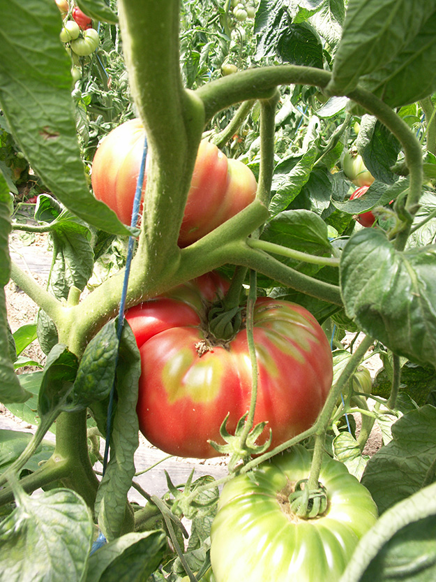 variétés de tomates bio monde entier culture france ferme