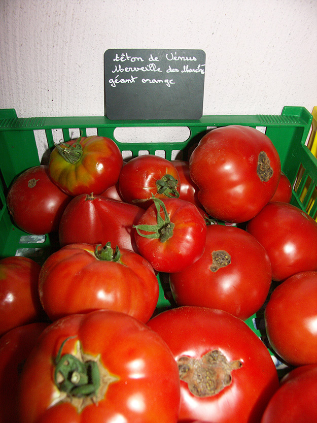 variétés de tomates bio monde entier culture france ferme