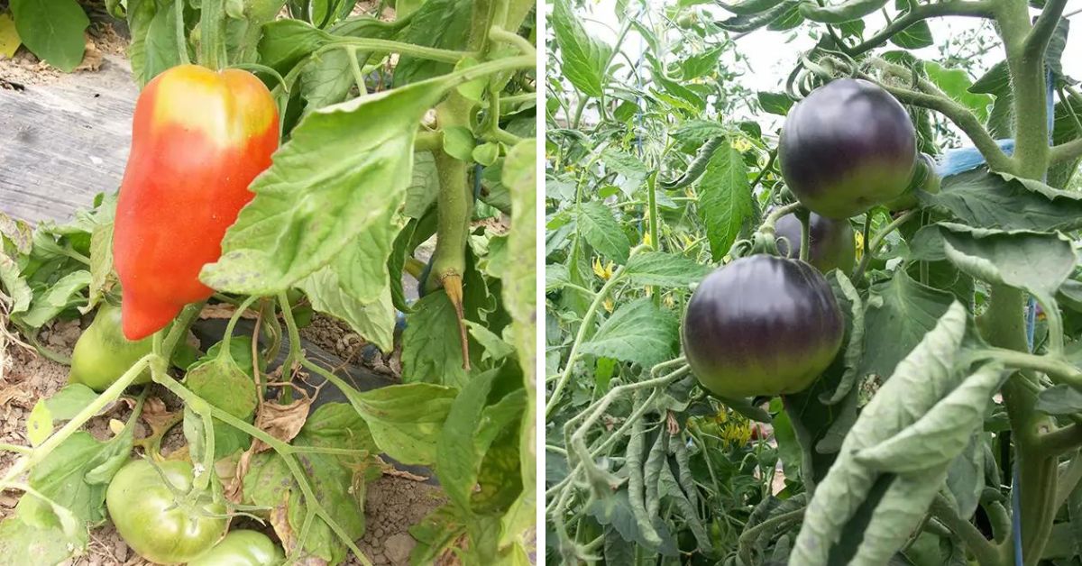 15 variétés de tomates étonnantes au potager !