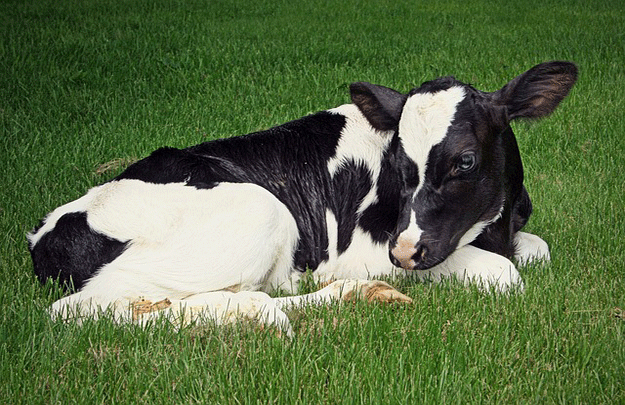 veau-vache-elevages-lait