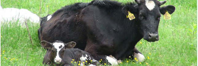 Souffrance du veau : fantasmes et réalité Souffrance du veau : fantasmes et réalité