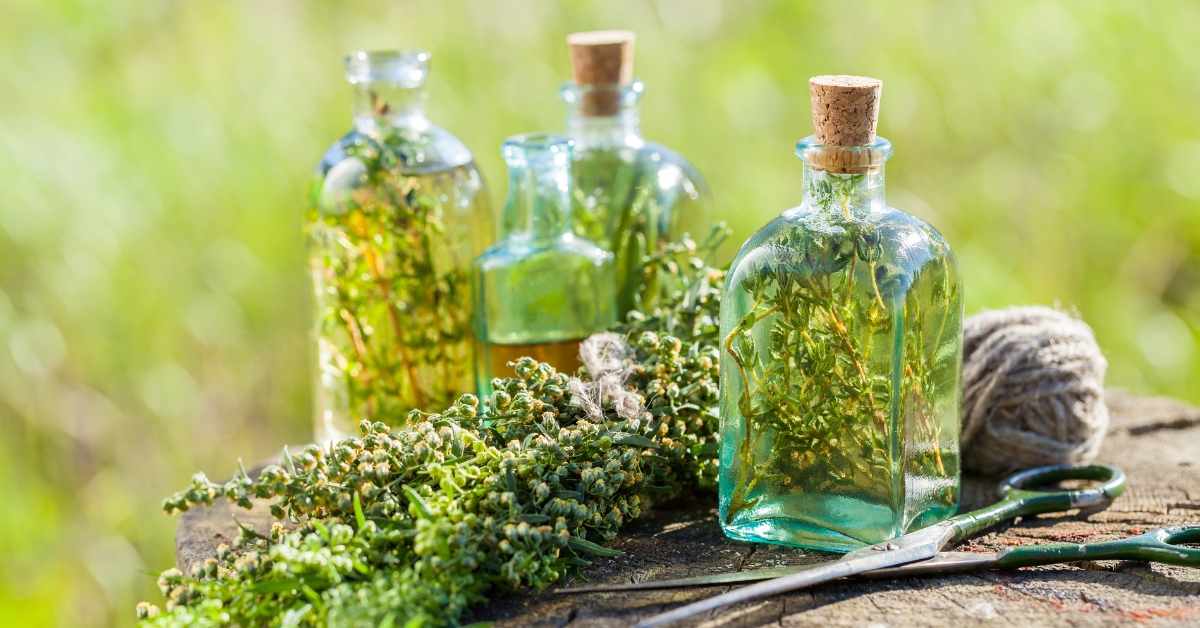 Vins et autres élixirs de santé : estragon, origan et mauve