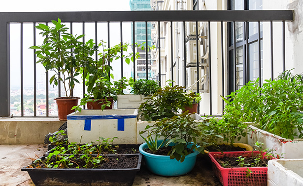 potager urbain culture fruits et légumes en ville sur un balcon ou une terrasse
