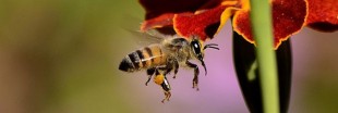 Les abeilles aussi sont accro à la caféine !