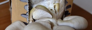 J'ai testé... la culture de champignons à la maison J'ai testé... la culture de champignons à la maison