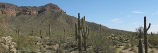Près d'un tiers des cactus pourrait disparaître d'ici 50 ans