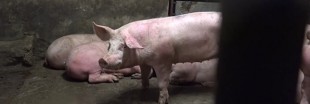 Condition animale : la vidéo choc de l'abattoir d'Alès