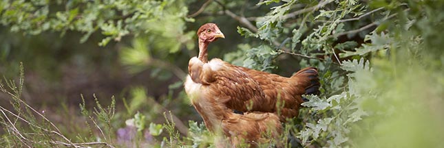 La ferme de Tauziet, un exemple réussi de vente directe