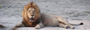 L'échec de la protection des lions et éléphants en Afrique