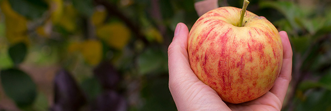 Toujours trop de pesticides dans les pommes selon Greenpeace