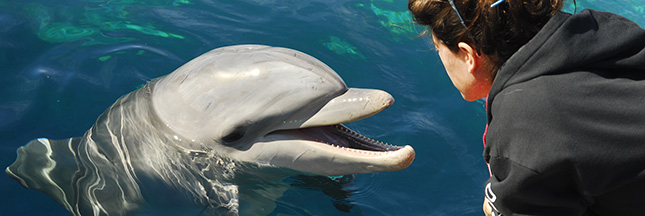 Le public est responsable du bonheur des dauphins