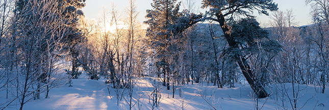 Fascinant voyage d’hiver en Laponie suédoise