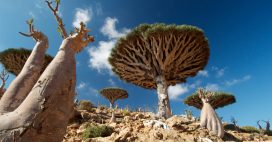 Diaporama : l’île de Socotra, un écrin de biodiversité