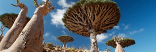 Diaporama : l'île de Socotra, un écrin de biodiversité