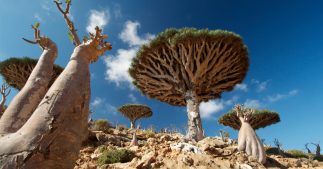 Diaporama : l'île de Socotra, un écrin de biodiversité Diaporama : l'île de Socotra, un écrin de biodiversité