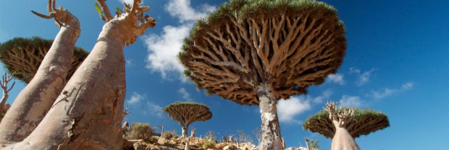 socotra