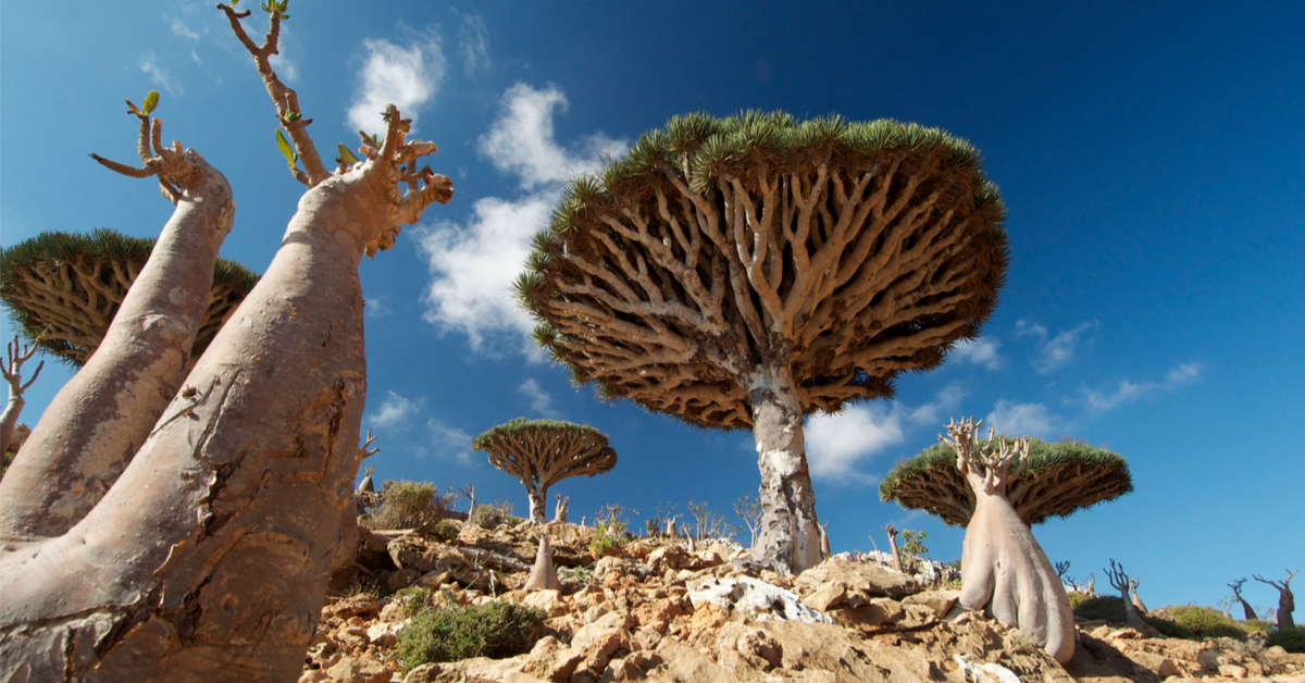 Diaporama : l'île de Socotra, un écrin de biodiversité