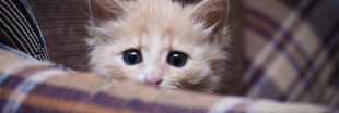 Pourquoi les chats ont-ils si peur des concombres ?