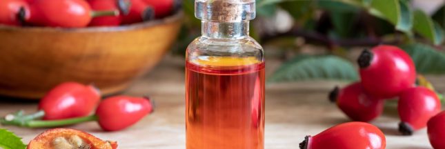 cynorrhodon arbuste fruit santé